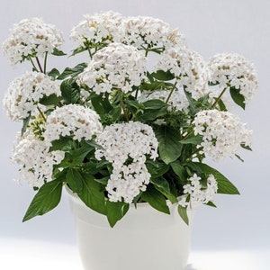 Pentas Seeds Pentas Graffiti 20/20 White 25 Pelleted Seeds