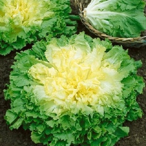 500 Seeds Endive Broadleaf Batavian GARDEN SEEDS