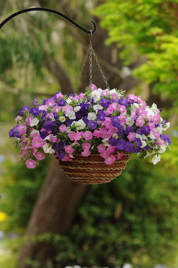 petunia-925orenge♡ Amazon.com: Outsidepride Purple Tie Dye Shock Wave Petunia