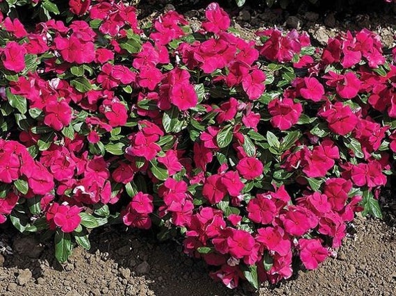 100 Bulk Vinca Seeds Vinca Cora Burgundy Seeds | Etsy