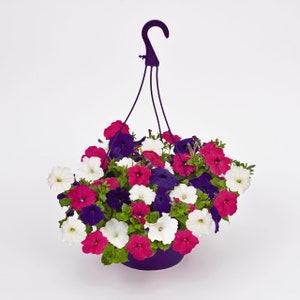 Petunia Seeds Success Twilight Mix 25 Pelleted Seeds Trailing Petunia