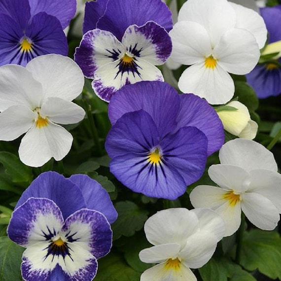 Viola Seeds Sorbet XP Blueberry Sundae Mix 50 Seeds - Etsy