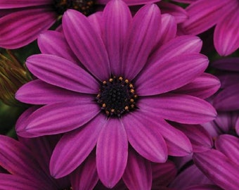 African Daisy 15 thru 50 Bulk Osteospermum Purple Osteospermum Akila Series