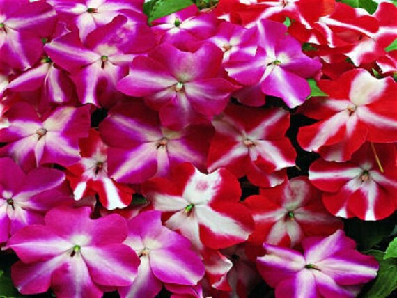 50 Impatiens Seeds Accent Star Mix Impatiens Seeds 50 Impatiens Seeds Accent Star Mix Impatiens Seeds