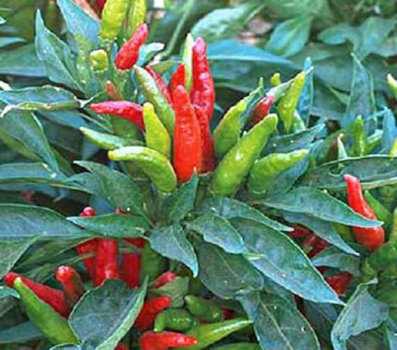 50 Thai Dragon Hot Pepper Seeds Tai Dragon Etsy
