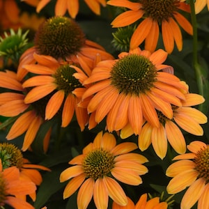 15 Echinacea Seeds Echinacea Artisan Orange Flower Seeds