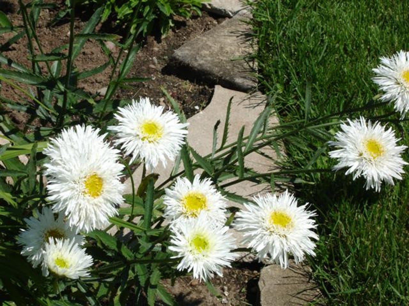 Chrysanthemum Seeds Crazy Daisy 100 Seeds Shasta Daisy Etsy