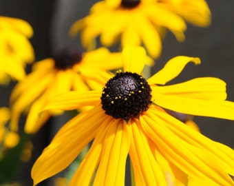 MPB#11 Black Eyed Susan Rudbeckia Hirta 250 thru 5,000 Seeds Perennial Seeds