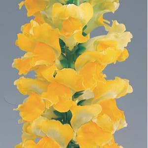 May include: A close-up of a tall, yellow snapdragon flower with a white center. The flower is in bloom and has many petals.