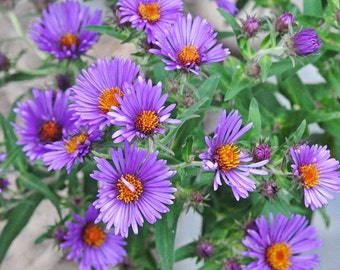 250 Seeds New England Aster Hardy Perennial