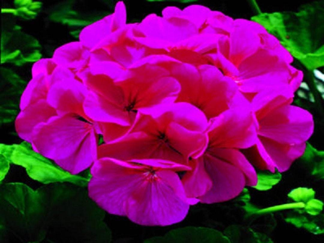 Geranium Saturn Violet 15 Seeds Geranium Seeds Etsy