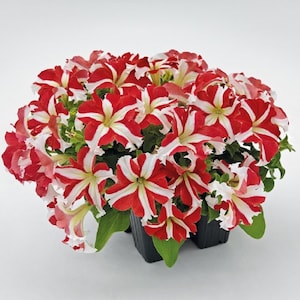May include: A close-up of a group of red and white petunia flowers in bloom. The flowers have a starburst pattern and are arranged in a cluster. The flowers are in small black pots.