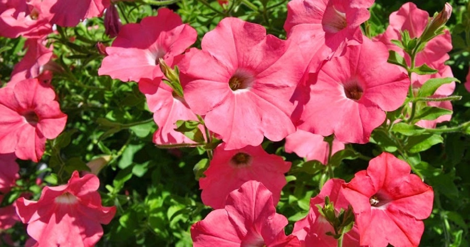 Petunia Seeds Easy Wave Coral Reef 15 thru 200 Pelleted Seeds Etsy