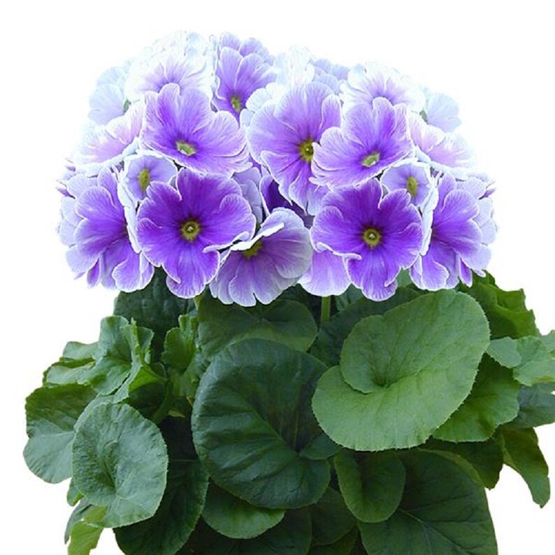 Primula Obconica Touch Me Midi Blue White 25 Primrose Seeds image 1