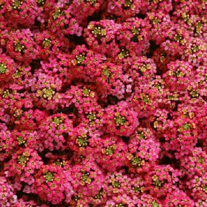 100 Alyssum Seeds Cheers Paprika GROUND COVER