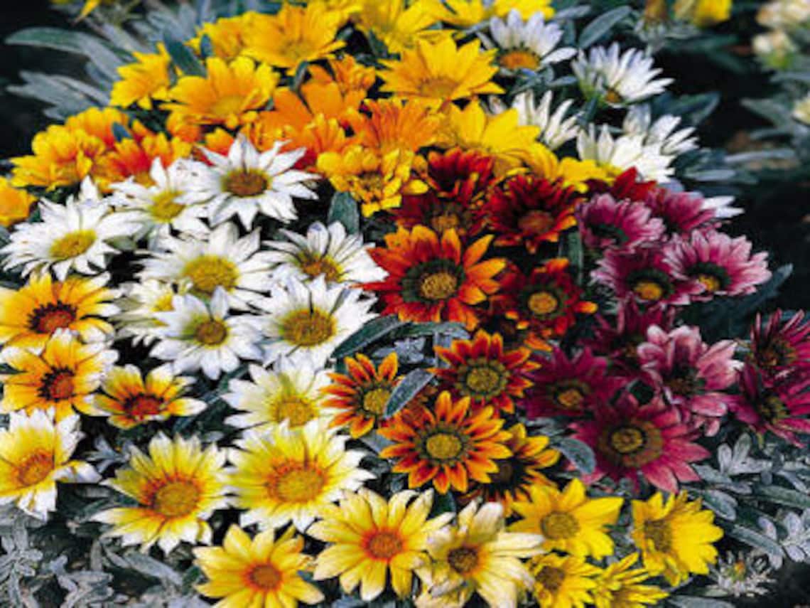 50 Seeds Gazania Talent Mix Seeds Flower Seeds Etsy