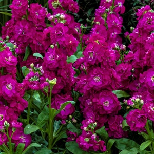 Flower Seeds 50 Stock Seeds Mime Rose Cut Flower F1 Variety