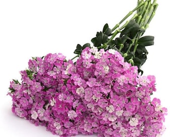 25 Pelleted Dianthus Seeds Amazon ™ Lavender Magic Cut Flowers Garden Flower Gift