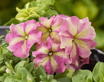 Flower Seeds 50 Pelleted Petunia Seeds Shake Strawberry