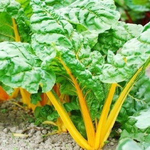 250 Seeds Swiss Chard Orange Fantasia Garden Seeds Swiss Chard Seeds