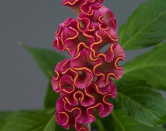 Celosia Seeds 25 Pelleted Seeds Celosia Neo Rose Cut Flower Seeds