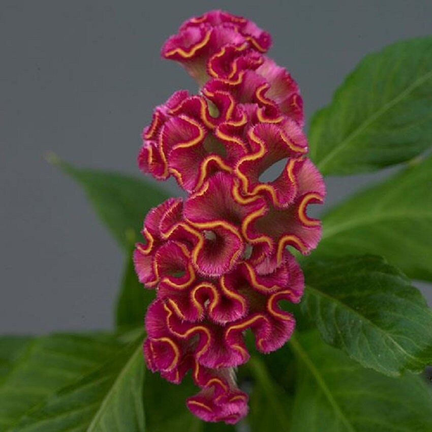 Celosia Seeds 25 Pelleted Seeds Celosia Neo Rose Cut Flower Seeds