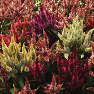 Celosia Seeds 25 Pelleted Seeds Celosia Celway Mix Cockscomb Seeds