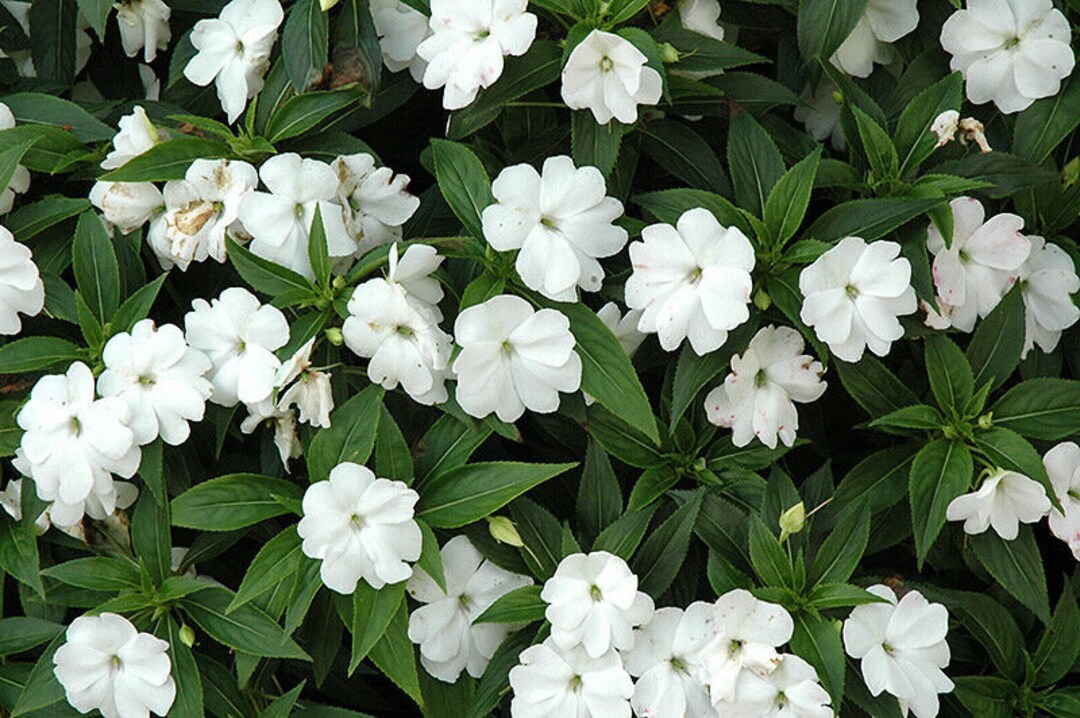 MPB4 Impatiens Seeds 25 New Guinea Impatiens Divine White Etsy