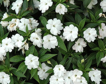 MPB#4 Impatiens Seeds 25 New Guinea Impatiens Divine White