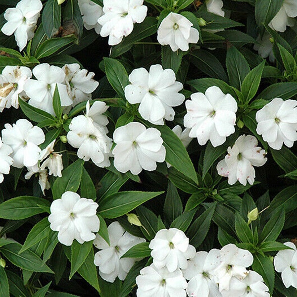 New Guinea Impatiens Seeds Etsy
