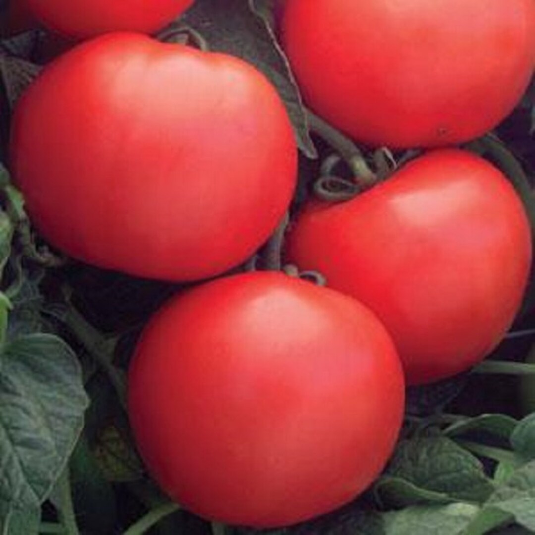 25 Tomato Seeds Tomato Bush Champion II Bush Tomato F1 Hybrid - Etsy