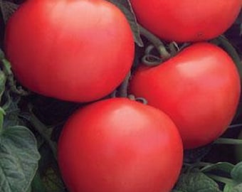 25 Tomato Seeds Tomato Bush Champion II Bush Tomato F1 Hybrid