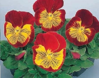 Pansy Seeds Pansy Whiskers Red Gold 25 Seeds Viola Seeds