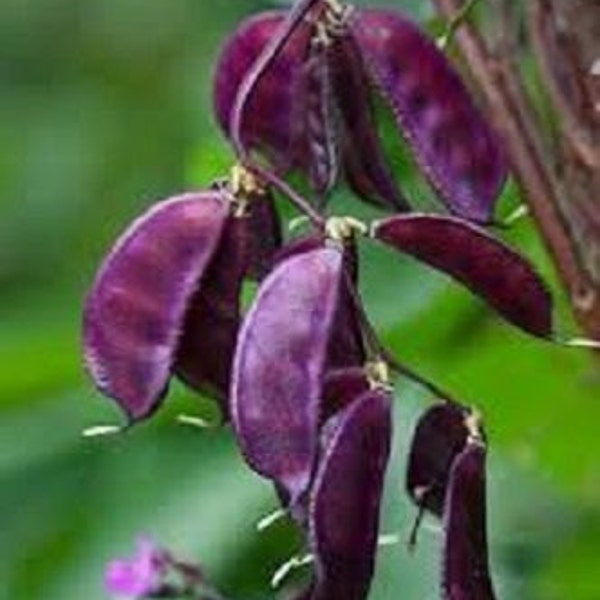 MPB#10 Seeds Hyacinth Bean Purple 25 Bean Seeds Lablab Seeds