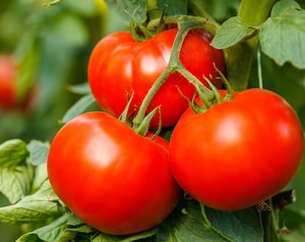 25 Tomato Seeds Tomato Bush Best Boy F1 Hybrid Slicing Tomato
