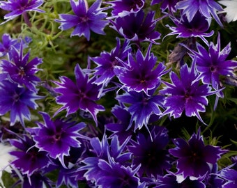 Phlox Seeds Phlox Popstar Deep Blue 50 Seeds F1 Seeds Flower Seeds Phlox Drummondi