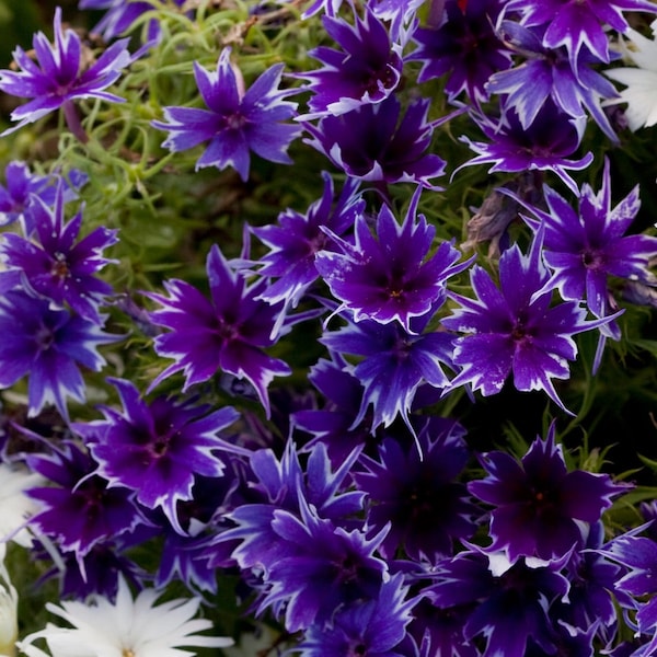 Phlox Seeds Phlox Popstar Deep Blue 50 Seeds F1 Seeds Flower Seeds Phlox Drummondi