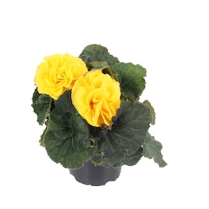 Begonia Seeds Fortune Yellow 15 Pelleted Seeds