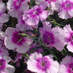 Dianthus Seeds 25 Pelleted Seeds Dianthus Diana Lavender Picotee