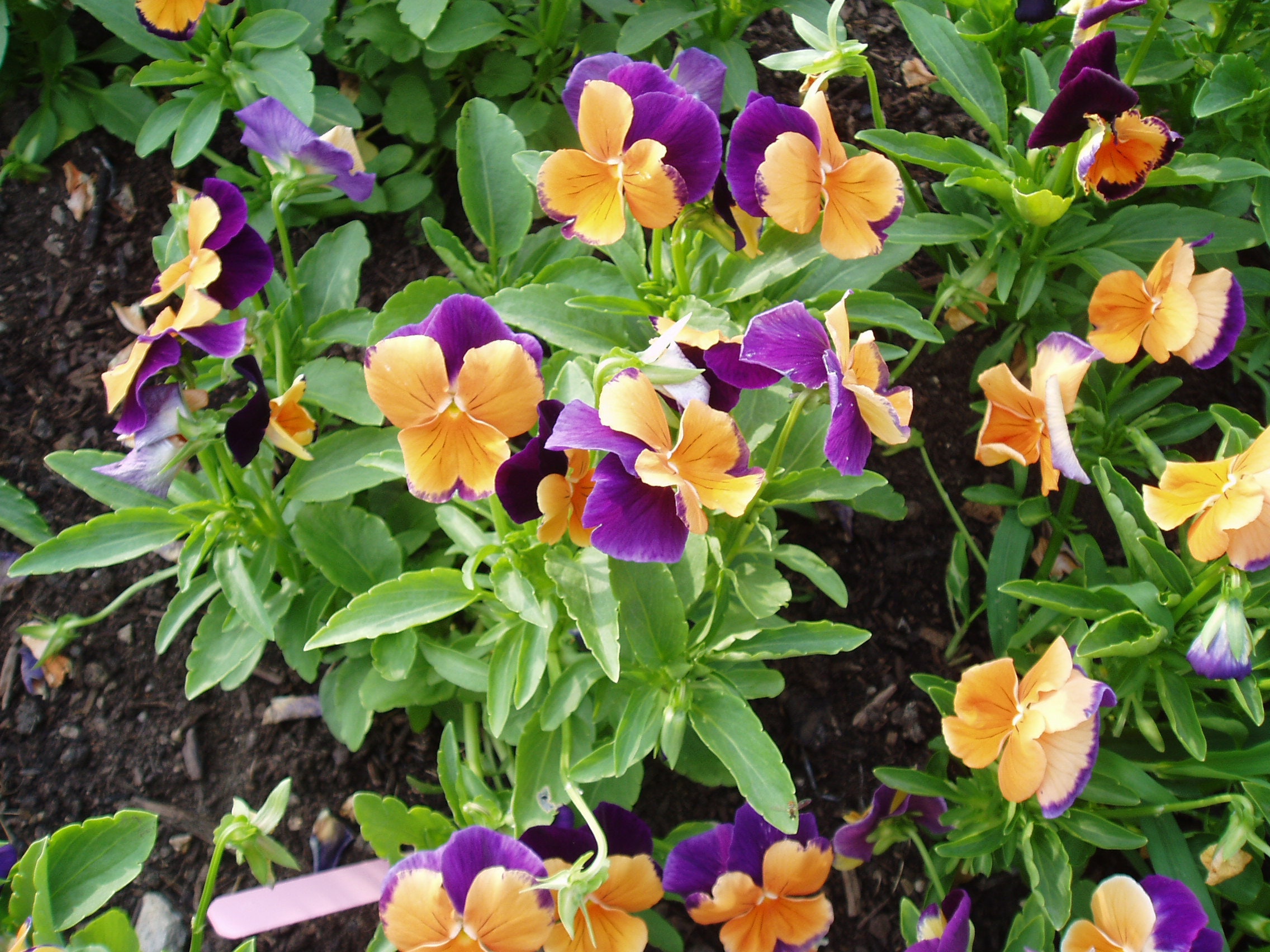 Pansy Seeds Joker Jolly Viola Seeds 25 Thru 500 Seeds Pansies Etsy