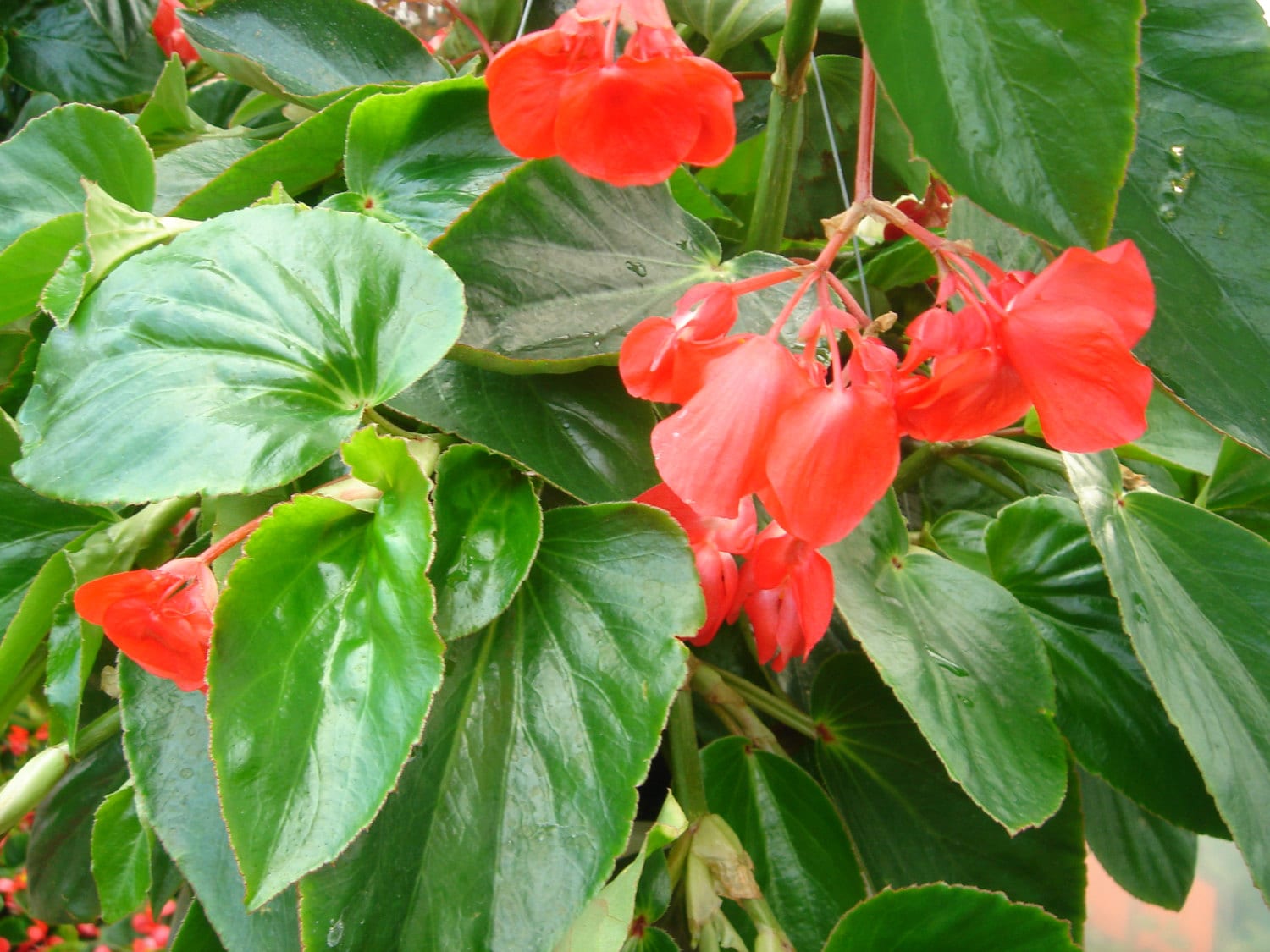 BIN2R7D8 Dragon Wing Begonia Red 15 Pelleted Seeds Etsy