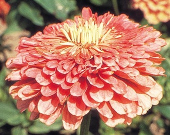 Zinnia Seeds Benary's Giant Salmon Rose Flower Seeds 50 Seeds