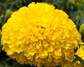 25 Flower Seeds Marigold Seeds Big Top Yellow African Marigold F1 Hybrid Yellow Flowers