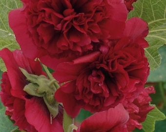 Hollyhock Seeds Chaters Maroon 25 thru 500 Seeds Perennial Seeds Alcea rosea