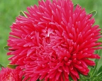 50 Peony Seeds Scarlet Aster FLOWER SEEDS Paeony