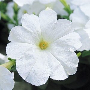 BIN#2R9D4 Petunia Seeds 100 Pelleted Petunia Trilogy White Bulk Seeds F1 Variety