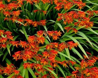 MPB#11 Crocosmia Seeds 25 Seeds Crocosmia Paniculata Hydrida "Perennial"