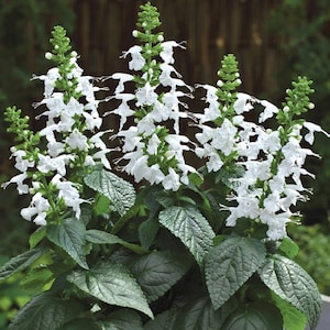 Flower Seeds Salvia Seeds 50 Seeds Summer Jewel White Dwarf Salvia Sage
