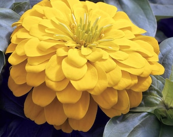 Flowers 25 Zinnia Seeds Magellan Yellow Zinnias Flower Seeds Plant Seeds