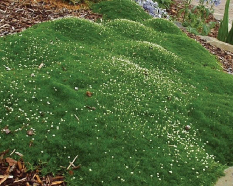 Sagina Irish Moss Seeds Perennial Seeds 250 to 25,000 Seed Packs Home